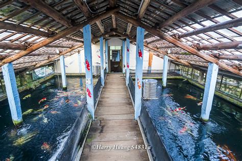 佳河錦鯉園|龍潭三洽水觀光｜巨無霸佳河錦鯉園、繞山花、三和青創基地、多 